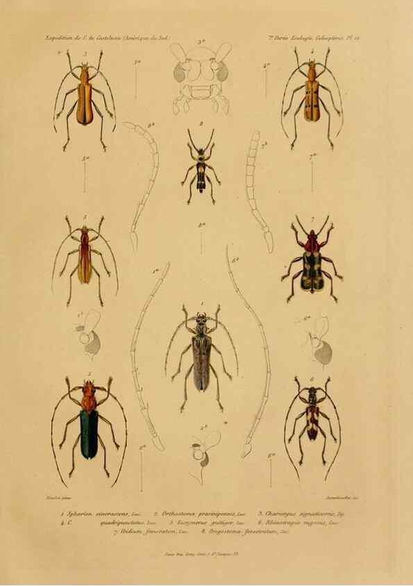 Reproducción/Reproduction 49814682617: Expédition dans les parties centrales de l'Amérique du Sud. Paris :Chez P. Bertrand,1850-1859.. 
