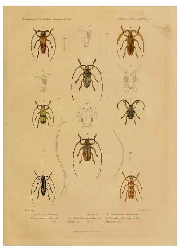 Reproducción/Reproduction 49814682972: Expédition dans les parties centrales de l'Amérique du Sud. Paris :Chez P. Bertrand,1850-1859.. 
