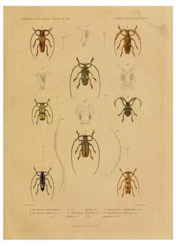Reproducción/Reproduction 49814682972: Expédition dans les parties centrales de l'Amérique du Sud. Paris :Chez P. Bertrand,1850-1859.. 
