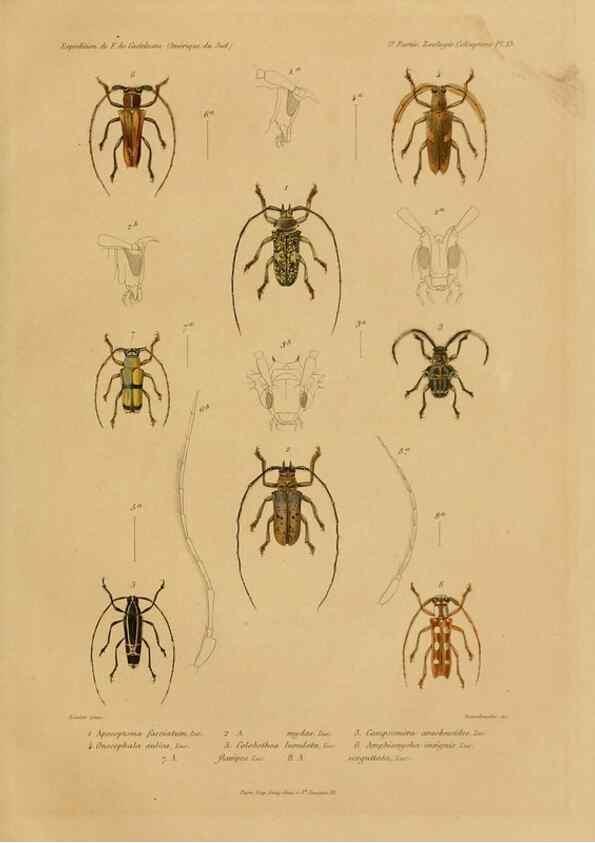 Reproducción/Reproduction 49814682972: Expédition dans les parties centrales de l'Amérique du Sud. Paris :Chez P. Bertrand,1850-1859.. 