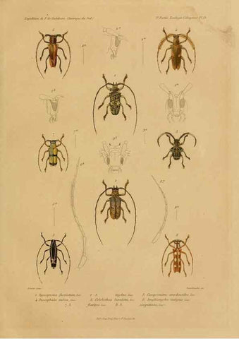Reproducción/Reproduction 49814682972: Expédition dans les parties centrales de l'Amérique du Sud. Paris :Chez P. Bertrand,1850-1859.. 