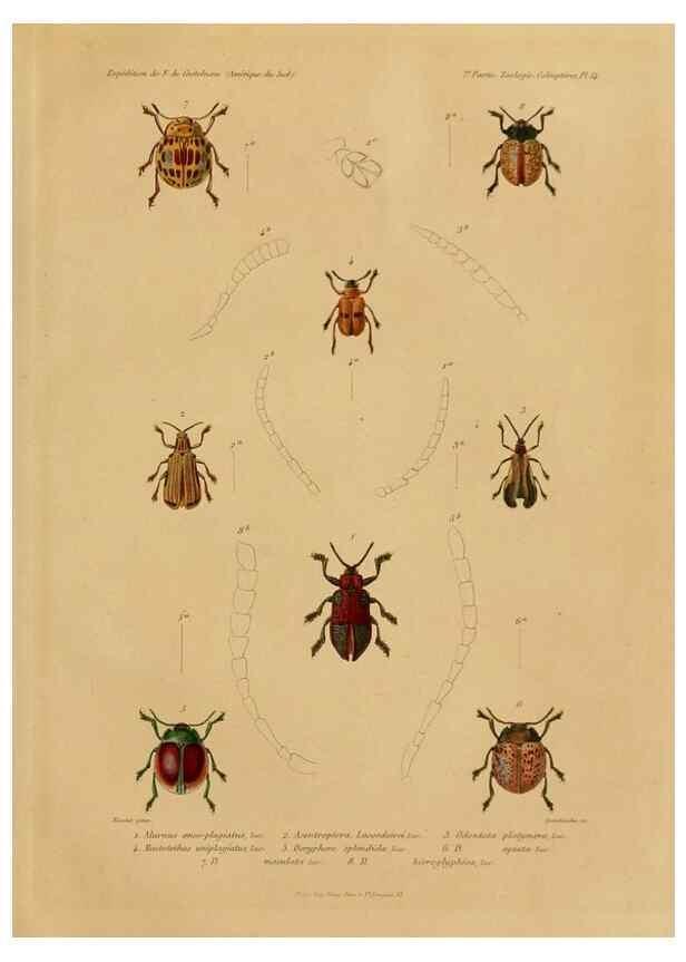 Reproducción/Reproduction 49814683247: Expédition dans les parties centrales de l'Amérique du Sud. Paris :Chez P. Bertrand,1850-1859.. 