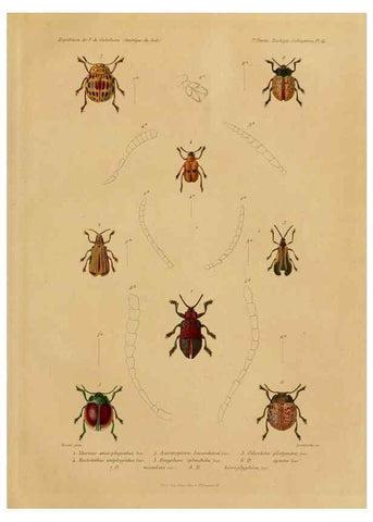Reproducción/Reproduction 49814683247: Expédition dans les parties centrales de l'Amérique du Sud. Paris :Chez P. Bertrand,1850-1859.. 