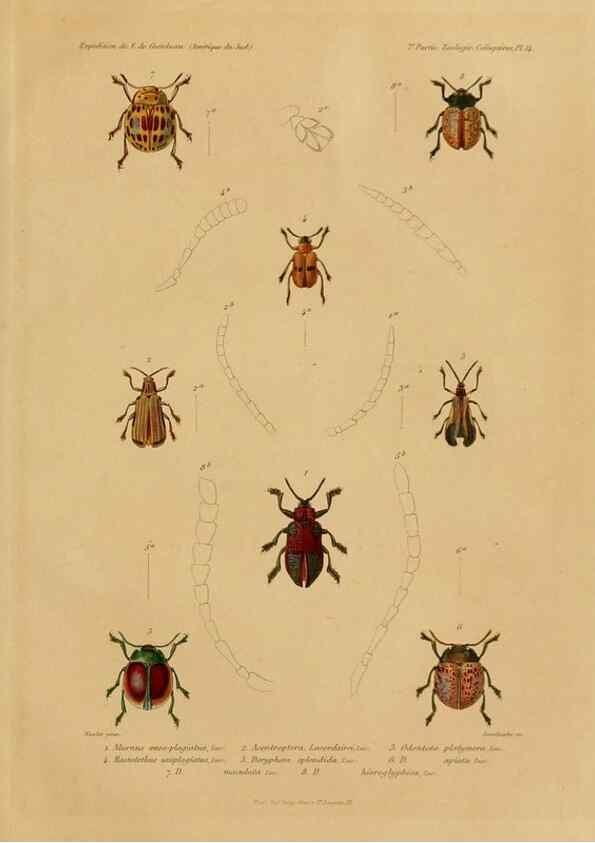 Reproducción/Reproduction 49814683247: Expédition dans les parties centrales de l'Amérique du Sud. Paris :Chez P. Bertrand,1850-1859.. 