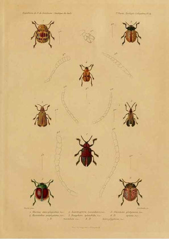 Reproducción/Reproduction 49814683247: Expédition dans les parties centrales de l'Amérique du Sud. Paris :Chez P. Bertrand,1850-1859.. 