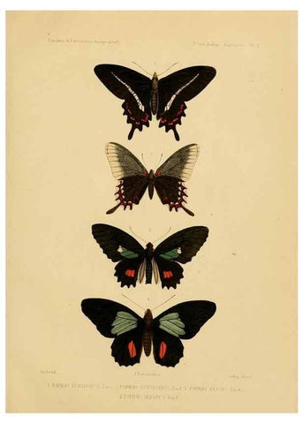 Reproducción/Reproduction 49814373866: Expédition dans les parties centrales de l'Amérique du Sud. Paris :Chez P. Bertrand,1850-1859.. 