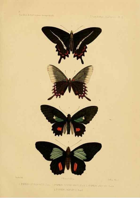 Reproducción/Reproduction 49814373866: Expédition dans les parties centrales de l'Amérique du Sud. Paris :Chez P. Bertrand,1850-1859.. 