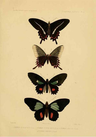 Reproducción/Reproduction 49814373866: Expédition dans les parties centrales de l'Amérique du Sud. Paris :Chez P. Bertrand,1850-1859.. 