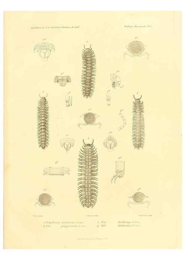 Reproducción/Reproduction 49813859678: Expédition dans les parties centrales de l'Amérique du Sud. Paris :Chez P. Bertrand,1850-1859.. 