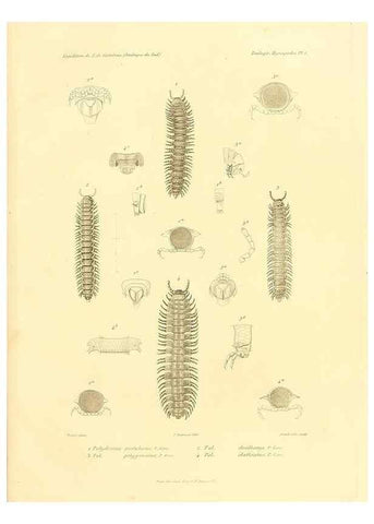 Reproducción/Reproduction 49813859678: Expédition dans les parties centrales de l'Amérique du Sud. Paris :Chez P. Bertrand,1850-1859.. 