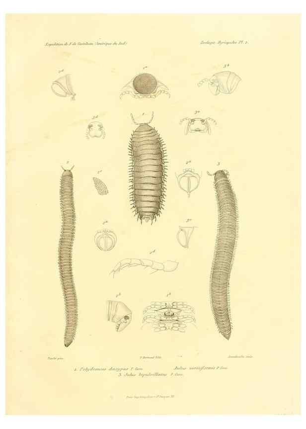 Reproducción/Reproduction 49813859908: Expédition dans les parties centrales de l'Amérique du Sud. Paris :Chez P. Bertrand,1850-1859.. 