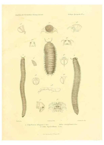 Reproducción/Reproduction 49813859908: Expédition dans les parties centrales de l'Amérique du Sud. Paris :Chez P. Bertrand,1850-1859.. 