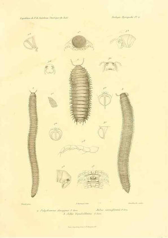 Reproducción/Reproduction 49813859908: Expédition dans les parties centrales de l'Amérique du Sud. Paris :Chez P. Bertrand,1850-1859.. 