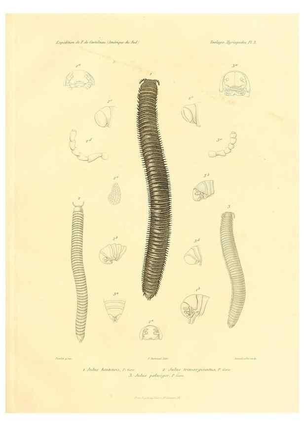Reproducción/Reproduction 49813860258: Expédition dans les parties centrales de l'Amérique du Sud. Paris :Chez P. Bertrand,1850-1859.. 