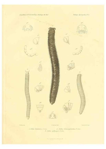 Reproducción/Reproduction 49813860258: Expédition dans les parties centrales de l'Amérique du Sud. Paris :Chez P. Bertrand,1850-1859.. 