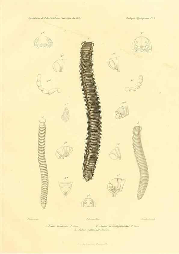 Reproducción/Reproduction 49813860258: Expédition dans les parties centrales de l'Amérique du Sud. Paris :Chez P. Bertrand,1850-1859.. 