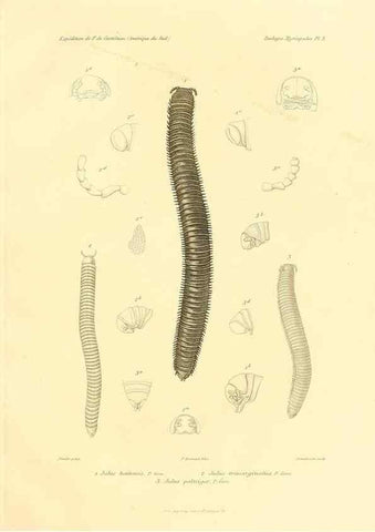 Reproducción/Reproduction 49813860258: Expédition dans les parties centrales de l'Amérique du Sud. Paris :Chez P. Bertrand,1850-1859.. 