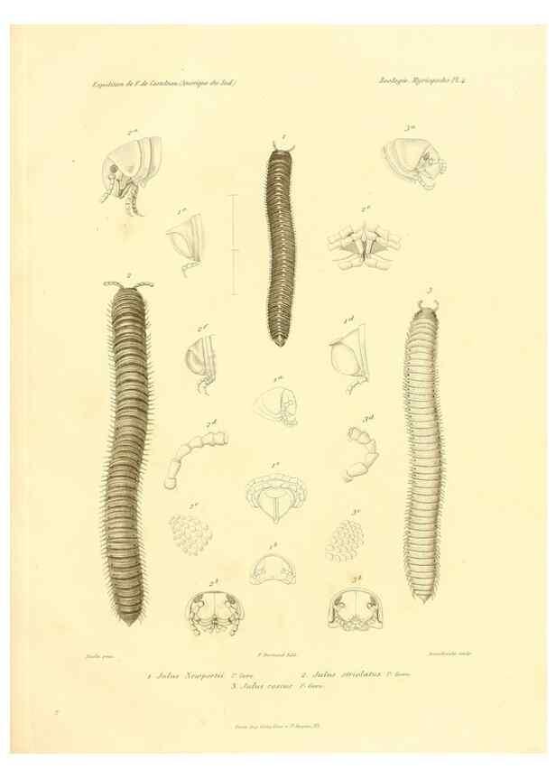 Reproducción/Reproduction 49813860448: Expédition dans les parties centrales de l'Amérique du Sud. Paris :Chez P. Bertrand,1850-1859.. 