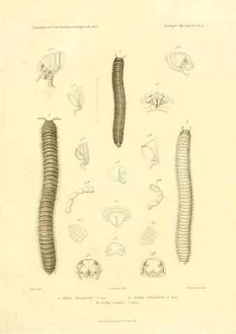Reproducción/Reproduction 49813860448: Expédition dans les parties centrales de l'Amérique du Sud. Paris :Chez P. Bertrand,1850-1859.. 