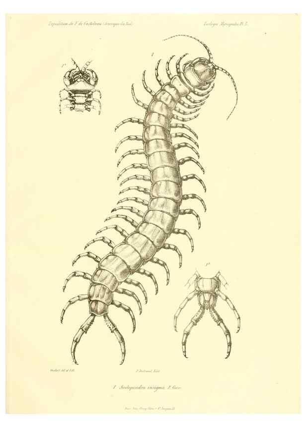 Reproducción/Reproduction 49814397706: Expédition dans les parties centrales de l'Amérique du Sud. Paris :Chez P. Bertrand,1850-1859.. 