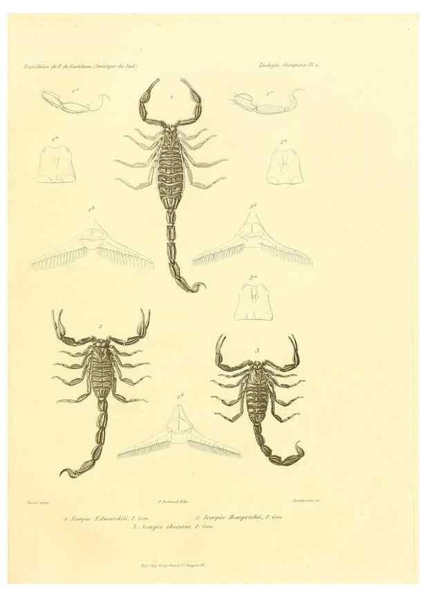 Reproducción/Reproduction 49813861138: Expédition dans les parties centrales de l'Amérique du Sud. Paris :Chez P. Bertrand,1850-1859.. 