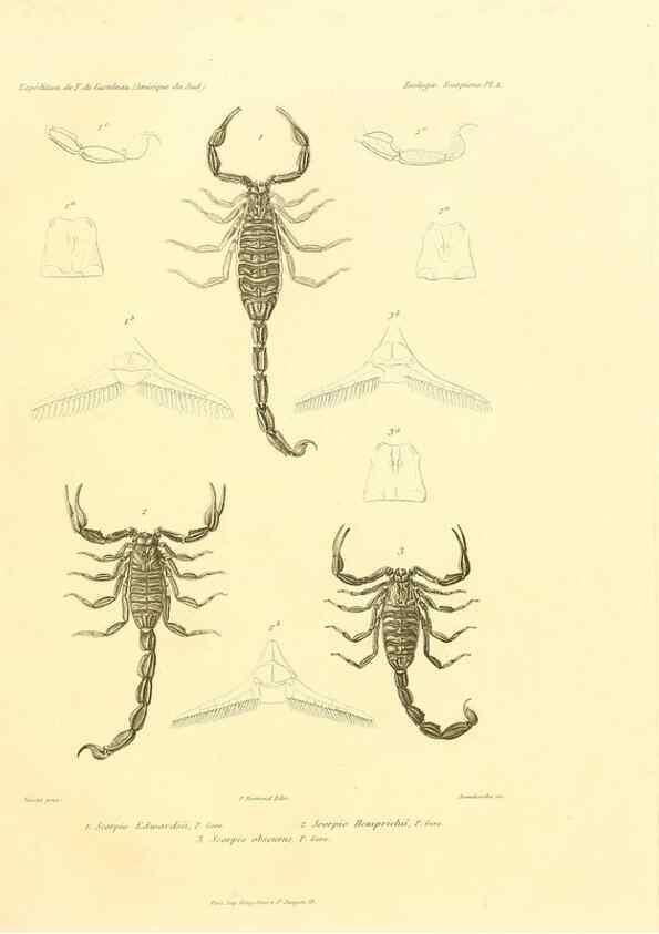 Reproducción/Reproduction 49813861138: Expédition dans les parties centrales de l'Amérique du Sud. Paris :Chez P. Bertrand,1850-1859.. 
