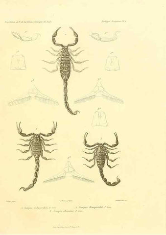 Reproducción/Reproduction 49813861138: Expédition dans les parties centrales de l'Amérique du Sud. Paris :Chez P. Bertrand,1850-1859.. 