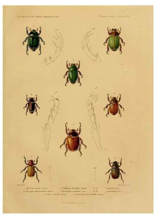 Reproducción/Reproduction 49813835488: Expédition dans les parties centrales de l'Amérique du Sud. Paris :Chez P. Bertrand,1850-1859.. 