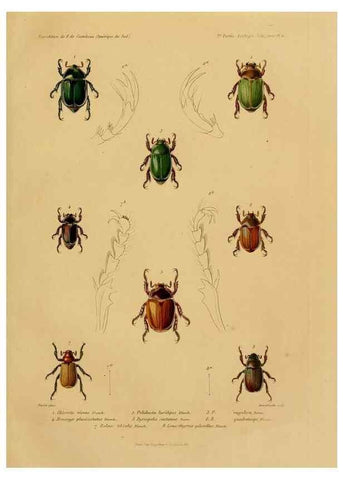 Reproducción/Reproduction 49813835488: Expédition dans les parties centrales de l'Amérique du Sud. Paris :Chez P. Bertrand,1850-1859.. 