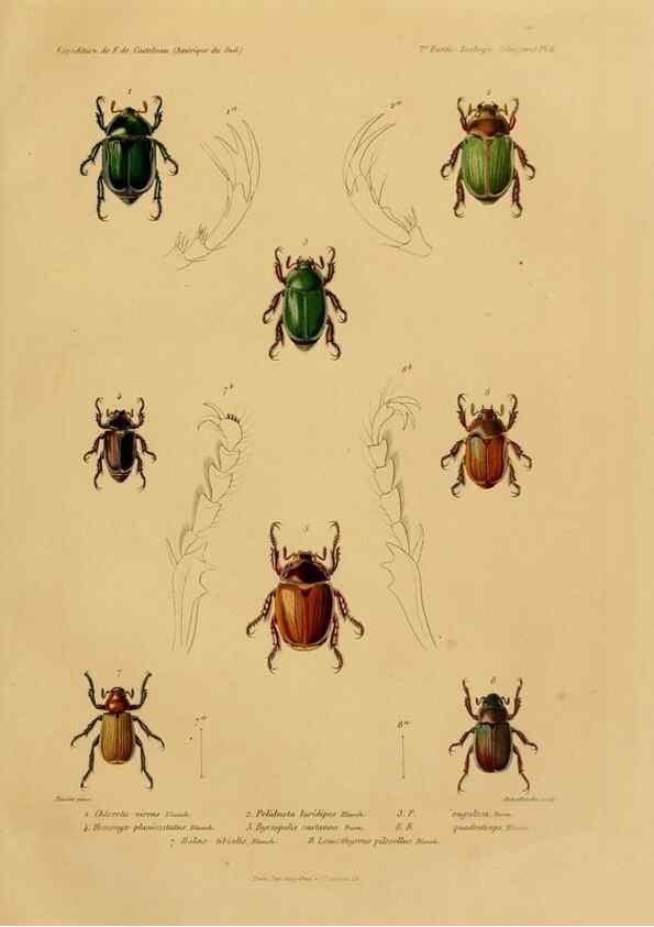 Reproducción/Reproduction 49813835488: Expédition dans les parties centrales de l'Amérique du Sud. Paris :Chez P. Bertrand,1850-1859.. 