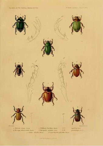 Reproducción/Reproduction 49813835488: Expédition dans les parties centrales de l'Amérique du Sud. Paris :Chez P. Bertrand,1850-1859.. 