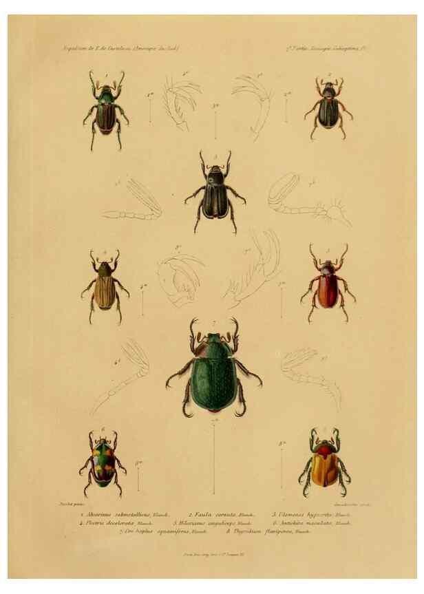 Reproducción/Reproduction 49814371471: Expédition dans les parties centrales de l'Amérique du Sud. Paris :Chez P. Bertrand,1850-1859.. 