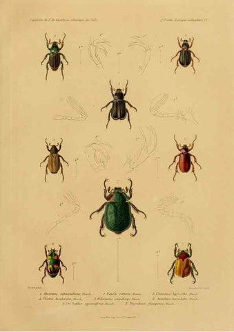 Reproducción/Reproduction 49814371471: Expédition dans les parties centrales de l'Amérique du Sud. Paris :Chez P. Bertrand,1850-1859.. 
