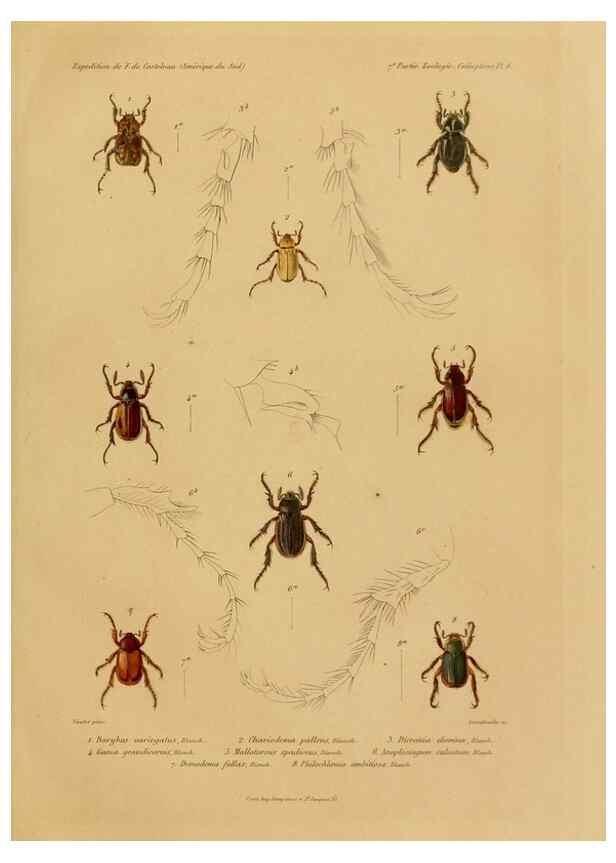 Reproducción/Reproduction 49814371166: Expédition dans les parties centrales de l'Amérique du Sud. Paris :Chez P. Bertrand,1850-1859.. 