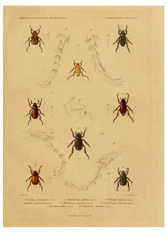 Reproducción/Reproduction 49814371166: Expédition dans les parties centrales de l'Amérique du Sud. Paris :Chez P. Bertrand,1850-1859.. 