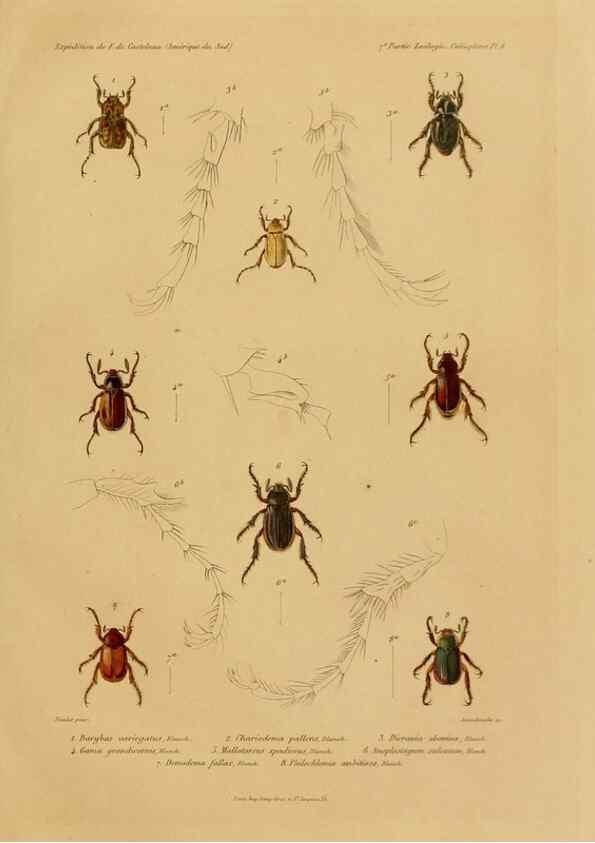 Reproducción/Reproduction 49814371166: Expédition dans les parties centrales de l'Amérique du Sud. Paris :Chez P. Bertrand,1850-1859.. 