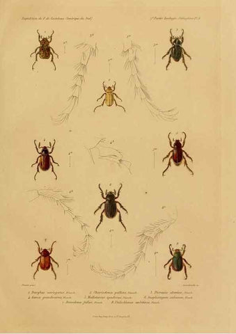 Reproducción/Reproduction 49814371166: Expédition dans les parties centrales de l'Amérique du Sud. Paris :Chez P. Bertrand,1850-1859.. 