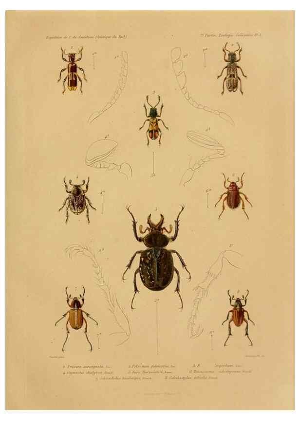 Reproducción/Reproduction 49814370841: Expédition dans les parties centrales de l'Amérique du Sud. Paris :Chez P. Bertrand,1850-1859.. 