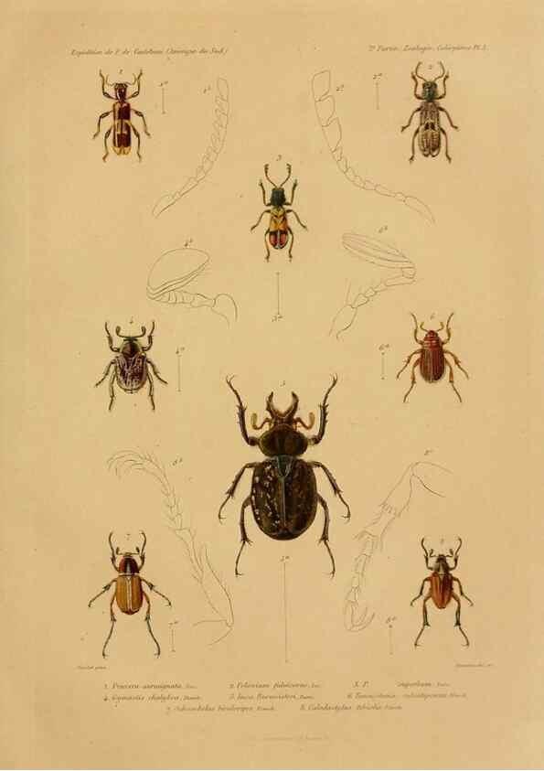 Reproducción/Reproduction 49814370841: Expédition dans les parties centrales de l'Amérique du Sud. Paris :Chez P. Bertrand,1850-1859.. 