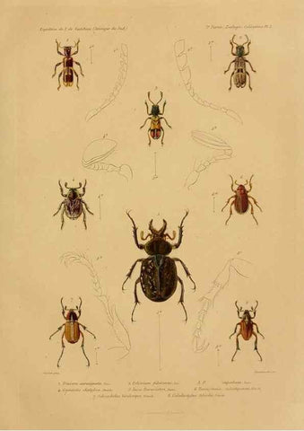 Reproducción/Reproduction 49814370841: Expédition dans les parties centrales de l'Amérique du Sud. Paris :Chez P. Bertrand,1850-1859.. 