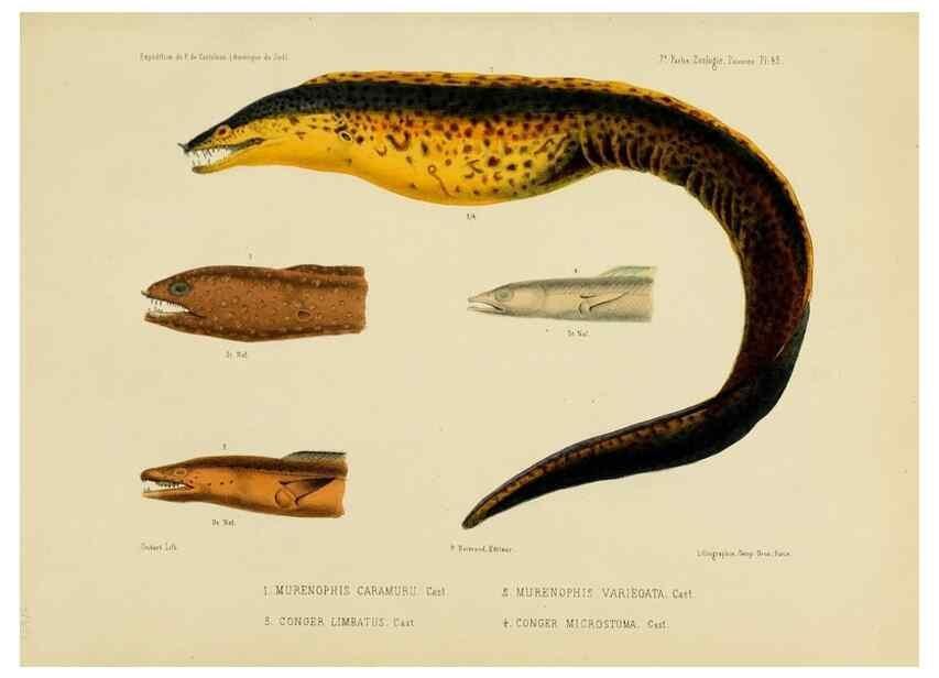 Reproducción/Reproduction 49814606087: Expédition dans les parties centrales de l'Amérique du Sud. Paris :Chez P. Bertrand,1850-1859.. 