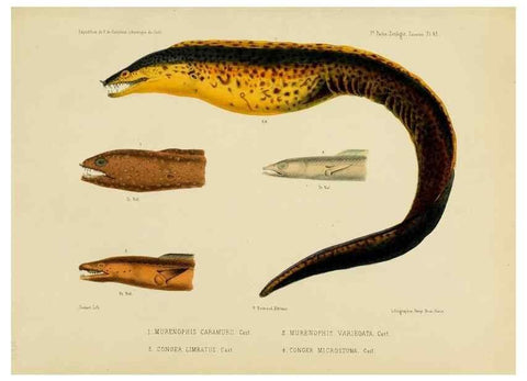 Reproducción/Reproduction 49814606087: Expédition dans les parties centrales de l'Amérique du Sud. Paris :Chez P. Bertrand,1850-1859.. 