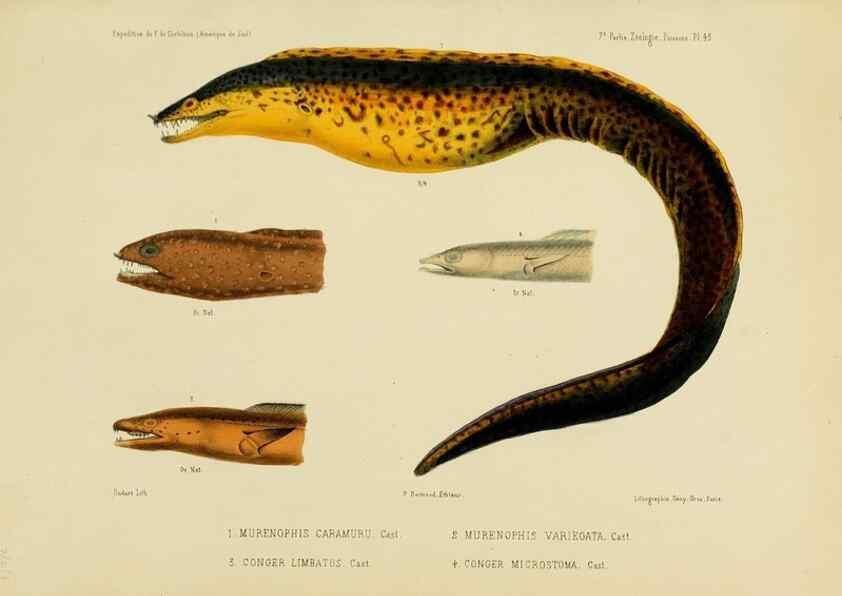 Reproducción/Reproduction 49814606087: Expédition dans les parties centrales de l'Amérique du Sud. Paris :Chez P. Bertrand,1850-1859.. 