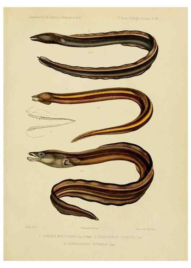 Reproducción/Reproduction 49814297201: Expédition dans les parties centrales de l'Amérique du Sud. Paris :Chez P. Bertrand,1850-1859.. 