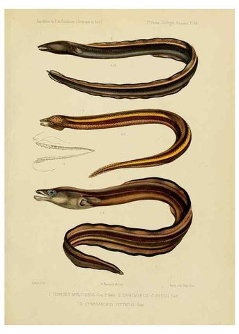 Reproducción/Reproduction 49814297201: Expédition dans les parties centrales de l'Amérique du Sud. Paris :Chez P. Bertrand,1850-1859.. 
