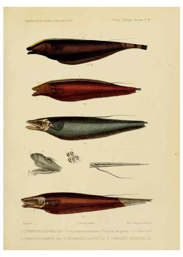 Reproducción/Reproduction 49814297496: Expédition dans les parties centrales de l'Amérique du Sud. Paris :Chez P. Bertrand,1850-1859.. 