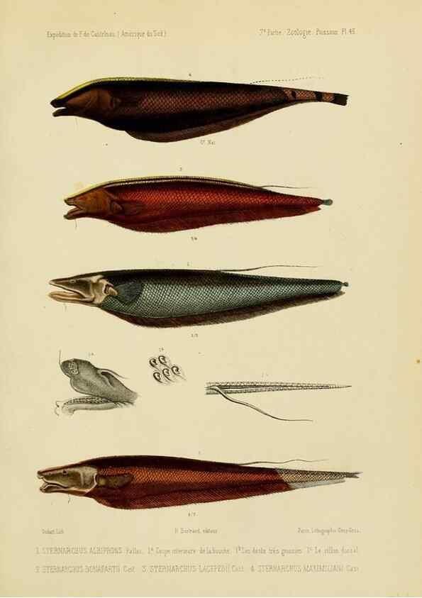 Reproducción/Reproduction 49814297496: Expédition dans les parties centrales de l'Amérique du Sud. Paris :Chez P. Bertrand,1850-1859.. 