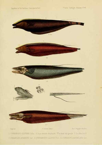 Reproducción/Reproduction 49814297496: Expédition dans les parties centrales de l'Amérique du Sud. Paris :Chez P. Bertrand,1850-1859.. 