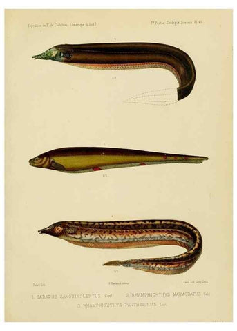 Reproducción/Reproduction 49813760813: Expédition dans les parties centrales de l'Amérique du Sud. Paris :Chez P. Bertrand,1850-1859.. 