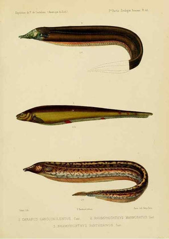 Reproducción/Reproduction 49813760813: Expédition dans les parties centrales de l'Amérique du Sud. Paris :Chez P. Bertrand,1850-1859.. 